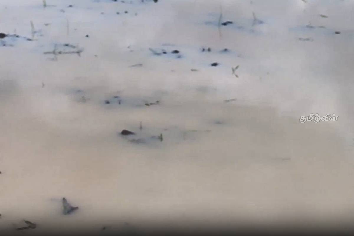 கனமழையால் நீரில் மூழ்கிய வயல் நிலங்கள் ! | Farmland Submerged Due To Heavy Rain கனமழையால் நீரில் மூழ்கிய வயல் நிலங்கள் ! | Farmland Submerged Due To Heavy Rain