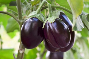 அன்றாட உணவில் இந்த ஊத நிற காயை சேர்த்துக்கோங்க.. பல நன்மைகளை வாரி வழங்குமாம்