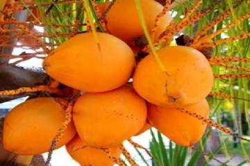 இலங்கை செவ்விளநீரின் ஏற்றுமதி அதிகரிப்பு!