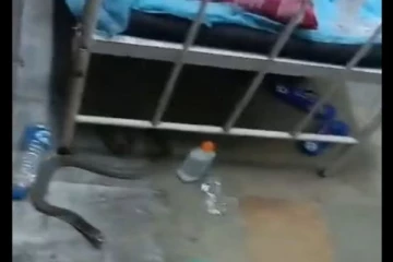 நோயாளியின் படுக்கையறைக்கு கீழே பாம்பு! அதிர்ச்சியூட்டும் வீடியோ