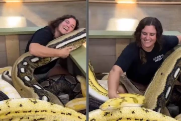 viral video: மலைப்பாம்புகளுடன் கொஞ்சி விளையாடும் பெண்... பதறவைக்கும் காட்சி