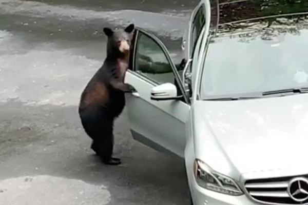 ஆர்வக்கோளாறால் காருக்குள் சிக்கிக்கொண்ட கரடி! | A Bear Stuck In A Car Due To Lack Of Interest