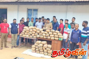 கிளிநொச்சியிலிருந்து பெருமளவான கஞ்சா மீட்பு