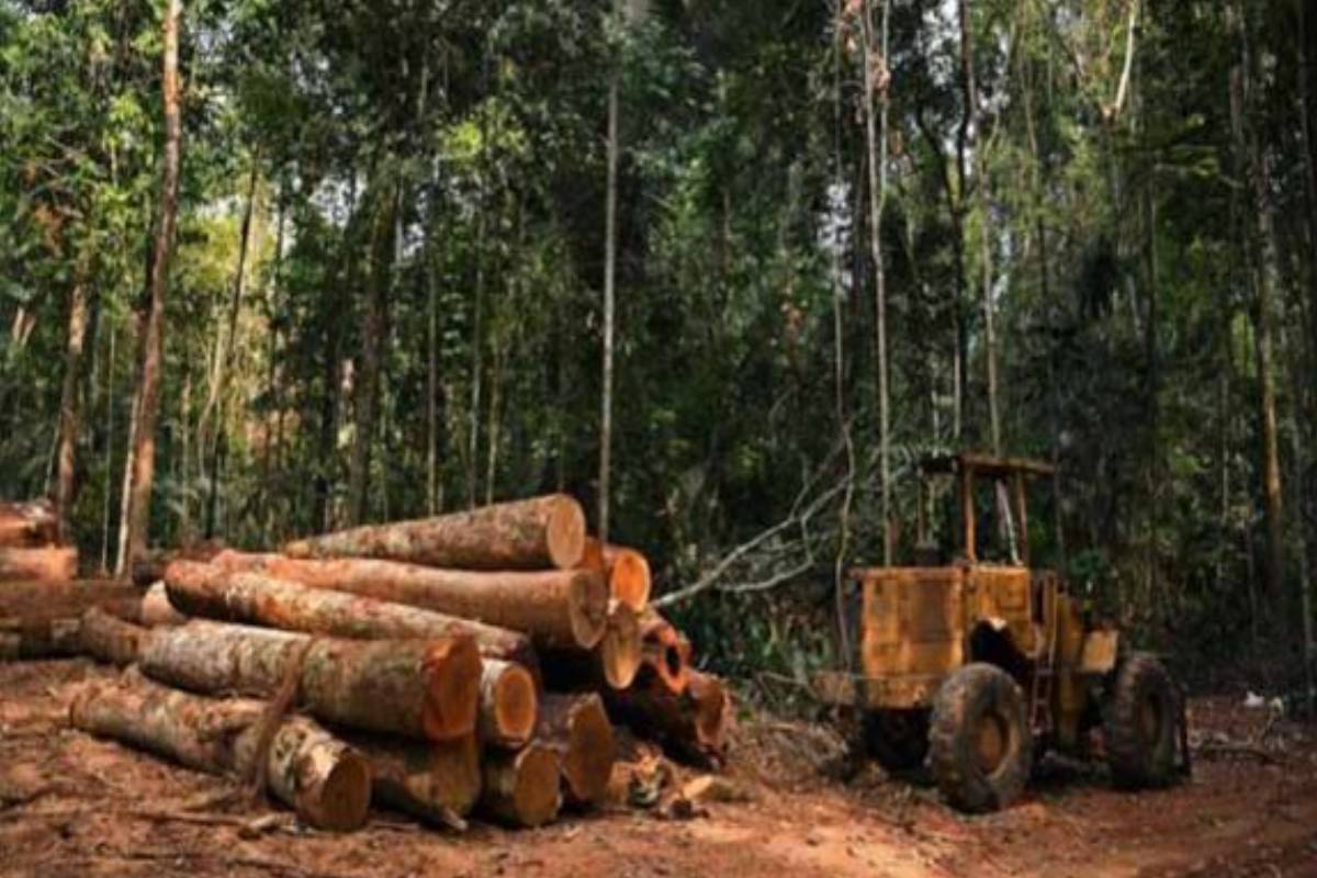 தமிழர் பகுதிகளில் தொடர் காடழிப்பு - பொன்னுத்துரை ஐங்கரநேசன் சாடல் | Continued Deforestation தமிழர் பகுதிகளில் தொடர் காடழிப்பு - பொன்னுத்துரை ஐங்கரநேசன் சாடல் | Continued Deforestation