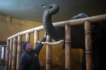 ரஷ்ய -  உக்ரைன்  போரினால்  பாதிக்கப்பட்ட விலங்குகள்!