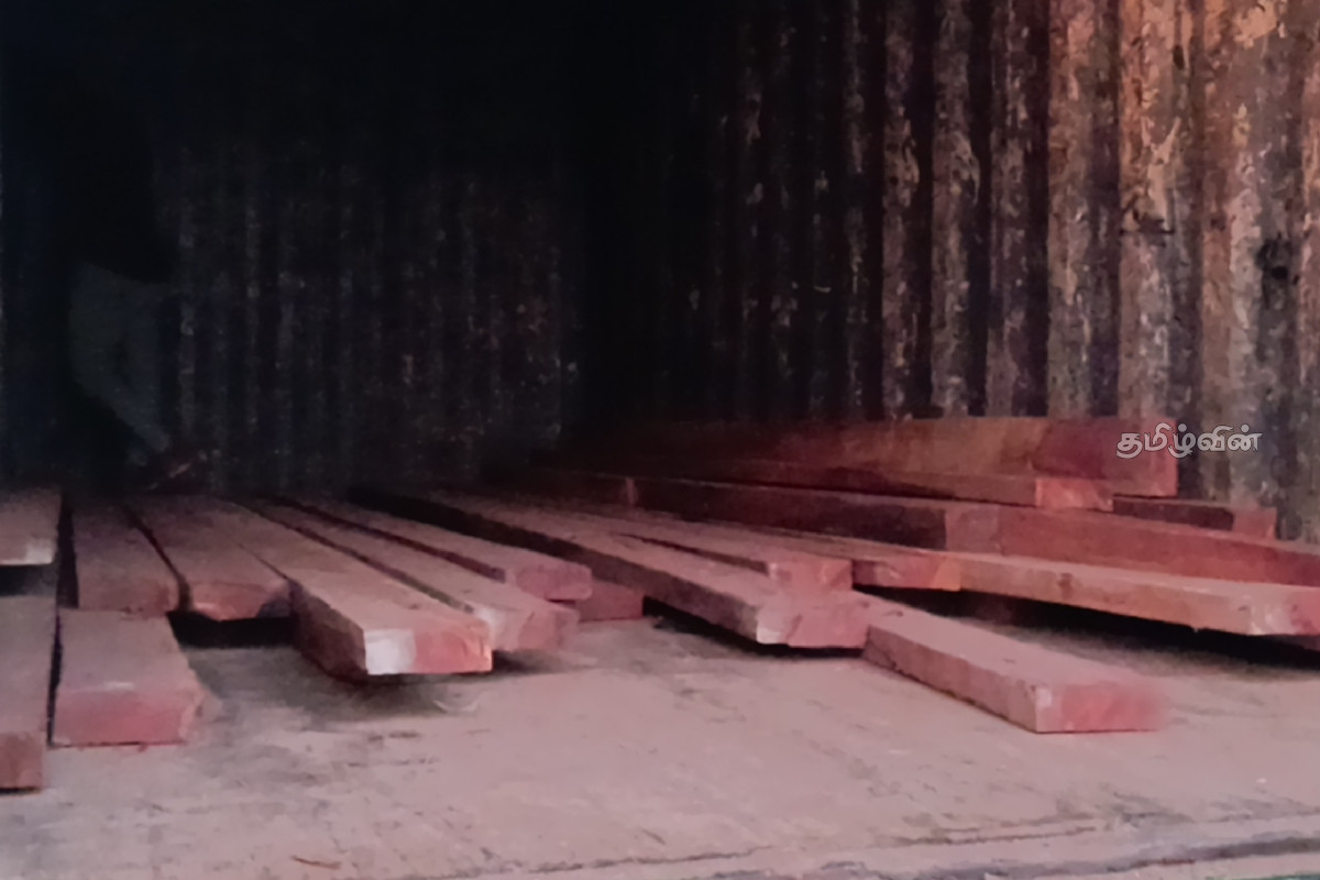 கிளிநொச்சியில் திடீர் சோதனையின் போது பாலை மரக்குற்றிகள் மீட்பு | Tree Stumps Rescued In Kilinochchi