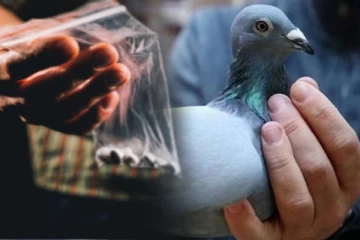 பாடசாலை மாணவர்களை இலக்கு வைத்து புறாக்களின் ஊடாக போதைப்பொருள் கடத்தல்