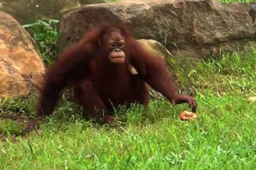 கொழும்பு மிருகக்காட்சிசாலையில் ஒராங்குட்டான் உயிரிழப்பு