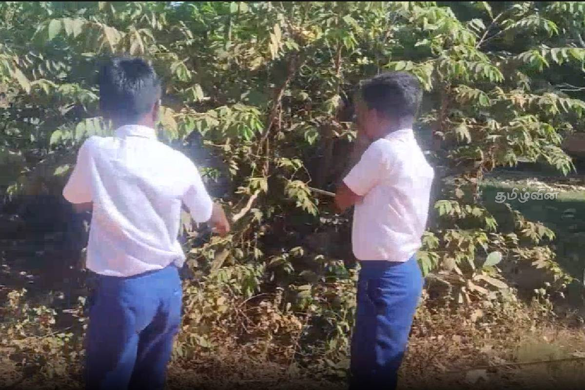 பாடசாலை முன்பு கோழிக் கழிவுகள்: ஊதுபத்தி ஏந்தி படிக்கும் மாணவர்கள்! | Chicken Droppings In Front Of School