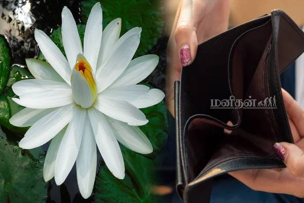 வீட்டின் செழிப்பை கெடுக்கும் செடிகள்.. இனியும் விட்டு வைக்காதீங்க | Home Plants To Avoid Growing Vastu Tips