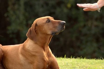 நாய்கள் பாலியல் வன்கொடுமை அதிகரித்துள்ளது