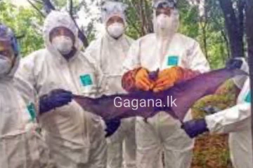 නිපා වෛරසය ආසාදනය වූ දරුවන් දෙදෙනකු මෙරටින් හමුවීම ගැන ඇත්ත නැත්ත මෙන්න..