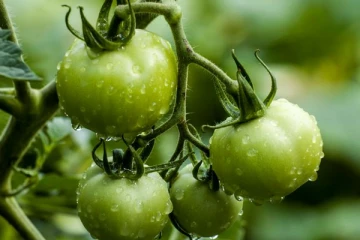 பச்சை தக்காளியின் வியத்தகு நன்மைகள்!