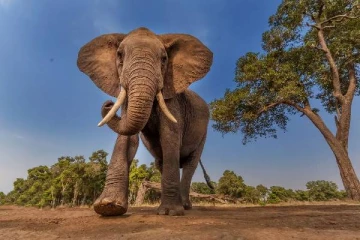 லண்டனில் 10,000 யானைகளை களமிறக்குவோம்... மிரட்டல் விடுக்கும் 6 நாடுகள்: வெடித்த விவகாரம்