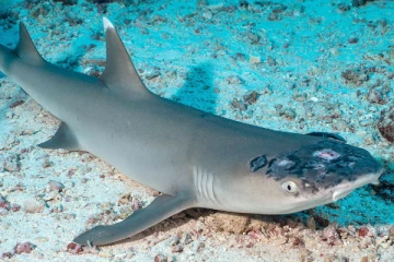 மலேசியாவில் மர்ம தோல் நோயால் பாதிக்கப்படும் சுறாக்கள்! காரணம் என்ன?