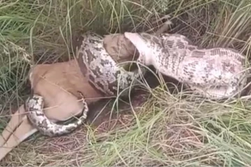 ராட்சத மலைப்பாம்பின் சிலிர்க்க வைக்கும் மான் வேட்டை: விழுங்கும் திக் திக் காட்சி