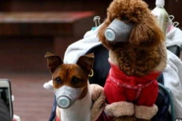 செல்லப் பிராணிகள் தொடர்பில் பிரித்தானிய பொலிசார் விடுத்த முக்கிய எச்சரிக்கை!