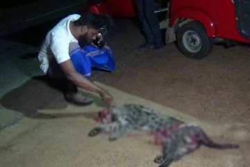 புத்தளம் பகுதியில் அரிய வகை மீன்பிடிப் பூனையொன்று வாகனத்தில் மோதி விபத்து (படங்கள்)