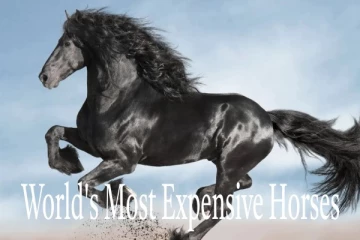உலகின் மிக விலையுயர்ந்த டாப் 5 குதிரைகள்: பிரமிக்க வைக்கும் விலை விவரங்கள்
