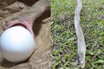 பாம்பு சட்டை உரித்து பார்த்திருக்கிறீர்களா..... முழு முட்டையையும் அப்படியே விழுங்கும் பாம்பின் அரிய காட்சி!