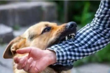 நாய்களிடம் தப்பி ஓடியவர் மின்சாரம் தாக்கி உயிரிழந்த நபர்