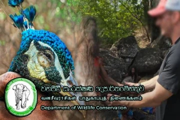 மயில் வேட்டை விவகாரம்: நான்கு ஆண்டுகளின் பின்னர் கைதான பழங்குடியினர்