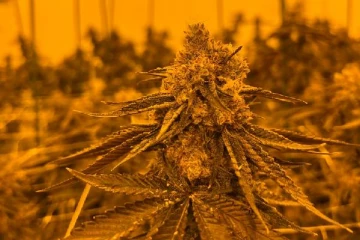 கஞ்சா நிறுவனங்களால் பில்லியன் கணக்கான தொகையை இழந்த கனேடியர்கள்