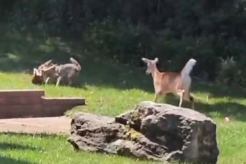 நரியின் பிடியில் சிக்கிய மான்குட்டி... தாய் மான் செய்த தரமான சம்பவம்