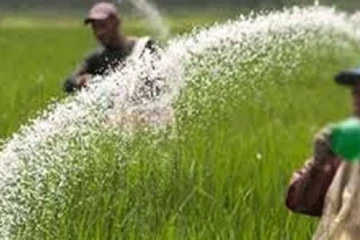 යල කන්නයට පොහොර අර්බුදයක්? ගොවිතැනට බරපතල තර්ජනයක්