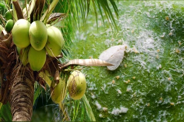 வெடுக்குநாறி மலையும் வெள்ளை ஈயும்