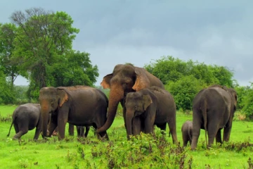 இலங்கையில் கொல்லப்பட்ட நிலையில் யானைகளின் உடல்கள்