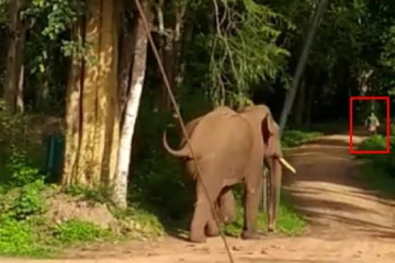 யானை தாக்கியதில் உயிரிழந்த வனவிலங்கு அதிகாரி!