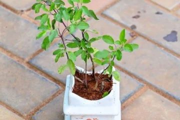 செல்வத்தை குறைக்கும் துளசி செடி - இந்த 5 பொருட்களை ஒன்றாக வைக்காதீர்கள்