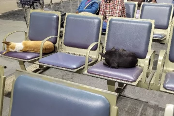 சென்னை சர்வதேச விமான நிலையத்தில் இப்படி ஒரு நிலை; வைரலாகும் புகைப்படம்!