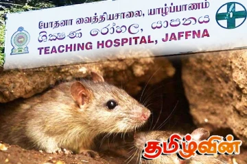 எலிக்காய்ச்சலின் தீவிரம் : கொழும்பிலிருந்து யாழ். செல்லும் விசேட குழு