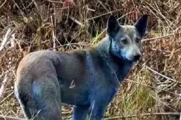 திடீரென நீல நிறத்தில் மாறும் நாய்கள்; மிரண்ட மக்கள் - என்ன காரணம்? | Chernobyl Dogs Are Turning Into Bright Blue Reason திடீரென நீல நிறத்தில் மாறும் நாய்கள்; மிரண்ட மக்கள் - என்ன காரணம்? | Chernobyl Dogs Are Turning Into Bright Blue Reason