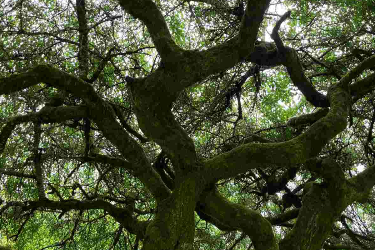 வடகடல் அடியில் சுமார் 16 ஆயிரம் ஆண்டுகளுக்கு முந்தைய அடர்ந்த காடு | Hidden Forest 16 000 Years Lies North Sea