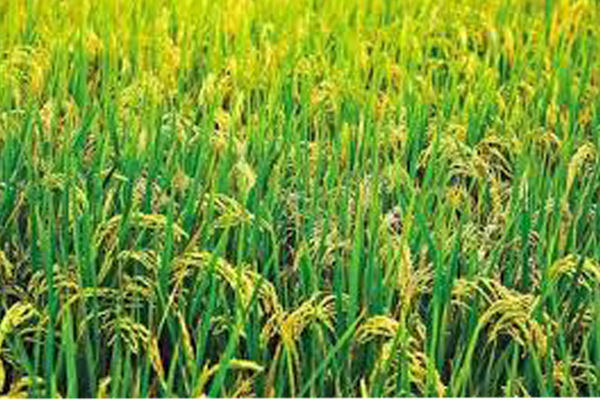 எம்பிலிப்பிட்டி விவசாயிகளின் போராட்டம் குறித்து சஜித் வெளியிட்டுள்ள அறிக்கை! | Sajith S Statement On Of The Farmers Of Embillipti