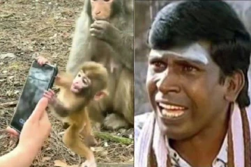 அதெல்லாம்  வேணாம் சாமி நம்ம குடும்பத்துக்காகாது..மொபைல் கேட்டு அடம்பிடித்த 2K குட்டி குரங்கு..