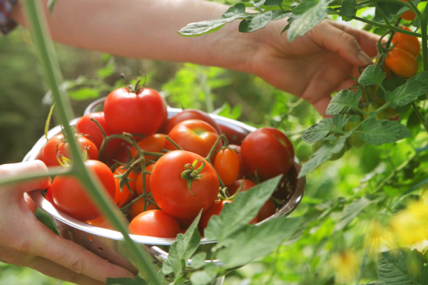 தக்காளி அமோக விளைச்சல் வேண்டுமா? இந்த பொருளை வைத்து உரம் செய்ங்க | Tomato Plant Growth Fast Homemade Yeast Fertilizer தக்காளி அமோக விளைச்சல் வேண்டுமா? இந்த பொருளை வைத்து உரம் செய்ங்க | Tomato Plant Growth Fast Homemade Yeast Fertilizer
