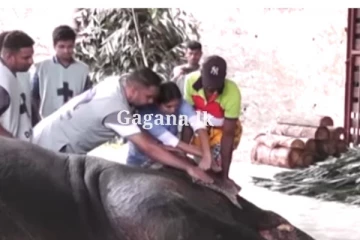 මෙරට හීලෑ අලි අතර මතුව ආ අවදානම් තත්ත්වය.