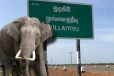 முல்லைத்தீவில் காட்டுயானை தாக்கியதில் குடும்பஸ்தர் படுகாயம்