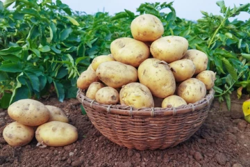 உருளைக்கிழங்குக்கு விசேட வரி; மஹிந்த வெளியிட்ட தகவல்!