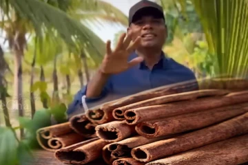 என்னது வடக்கில் கறுவா பயிர் செய்கையா? அசத்தும் ReeCha!