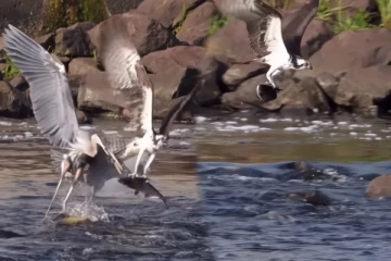 Viral Video: நொடியில் மீனை தக்க வைத்த கழுகு... நாரையின் வழிபறியில் நடந்த ஏமாற்றம்