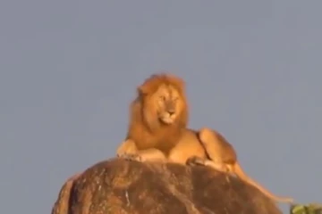 மிரள வைத்த சிங்க ராஜா! உயரமான இடத்தில் படுத்து ஒய்யாரமாக போஸ் கொடுத்த அரிய காட்சி