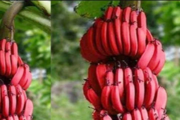 30 ரூபாய் வாழைப்பழத்தால் ஒருவரின் உயிரே பறிபோனது!
