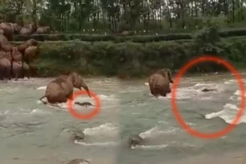 தண்ணீரில் அடித்துச் செல்லப்பட்ட குட்டி! நொடிப்பொழுதில் காப்பாற்றிய தாய் யானை