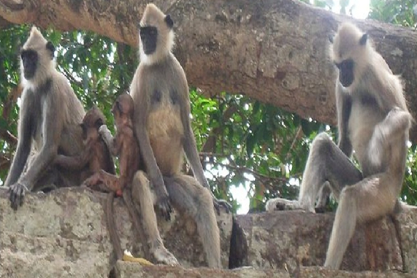 பிரதேச சபை உறுப்பினர்களுக்கு துப்பாக்கி வழங்குமாறு கோரிக்கை | Request Provide Firearms Pradeshiya Sabha Members பிரதேச சபை உறுப்பினர்களுக்கு துப்பாக்கி வழங்குமாறு கோரிக்கை | Request Provide Firearms Pradeshiya Sabha Members