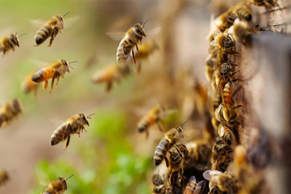 மாங்குளத்தில் யாழ்ப்பாணத்தைச் சேர்ந்த உதவிக்கல்விப்பணிப்பாளருக்கு நேர்ந்த துயரம் | Gover Official Dies Stung By A Wasp In Mankulam